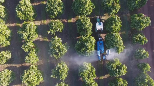 agricultural machinery treats the olive garden with pesticides. (aerial view)