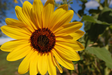 Extreme closeup shot of a sunflower.