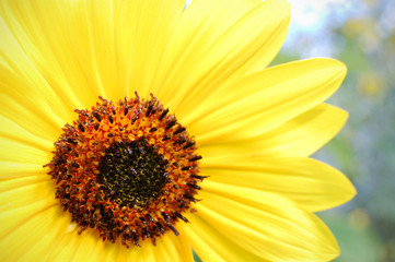 Extreme closeup shot of a sunflower.