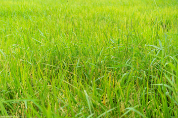 Backgrounds Textures Green rice fields