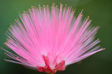 Obraz premium pink flower