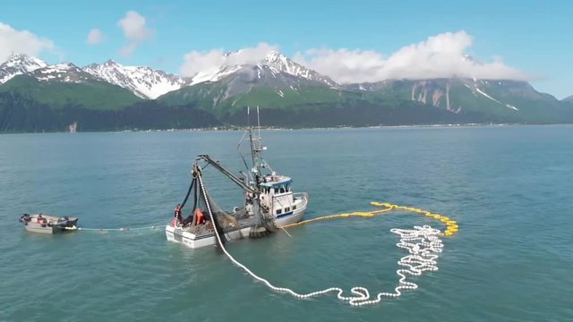 Commercial fishermen competing with sea lions for salmon