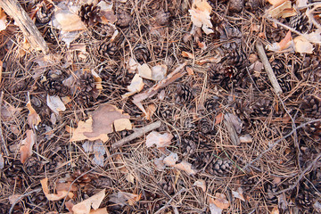The texture of the earth in the coniferous forest.