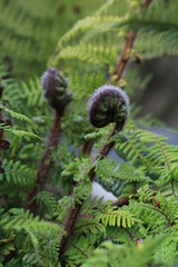 two new zealand ferns with green background