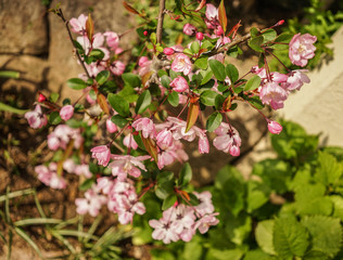 Small flowers at sunny day