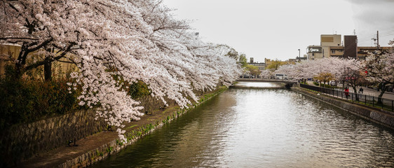 Fototapeta na wymiar Cherry blossom on river bank