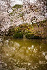 Obraz na płótnie Canvas Cherry blossom in Kyoto, Japan