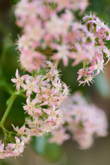 pink flowers in the garden