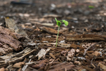 Tamarind trees that grow naturally
