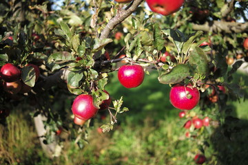 pink apple on the trees with green background