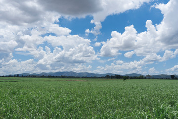 Sugarcane plantation on the beautiful sky