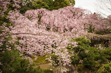 Cherry blossom in Kyoto, Japan