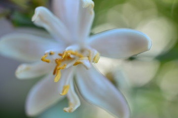 orange tree flowers macro white petals