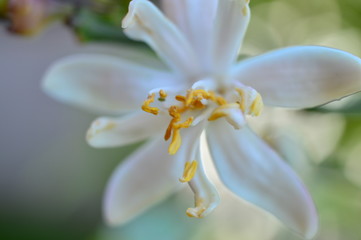 orange tree flowers macro white petals