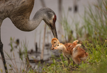 Two Sandhill Cranes sharing an insect between them with adult Sandhill in background after feeding the chicks © sandy calderbank