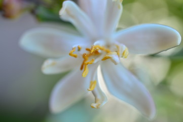 Fototapeta na wymiar orange tree flowers macro white petals