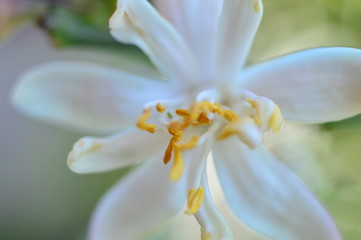 Obraz na płótnie Canvas orange tree flowers macro white petals