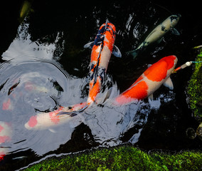 Koi fish on the pond in Kyoto, Japan