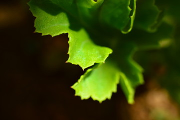 Macro of the flowers in the garden