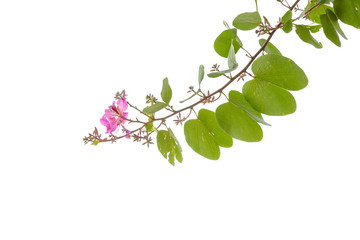 blooming branch of bauhinia tree