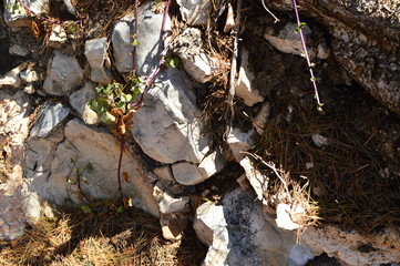stones and plants