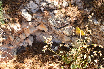 stones and plants