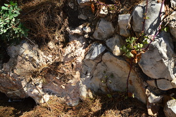 stones and plants