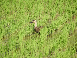 初夏の水田と鴨