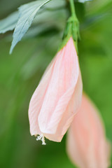 Obraz premium pink flower