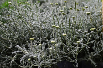 flowers in the field