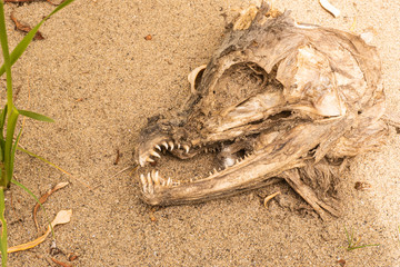 Decaying fish head in the sand