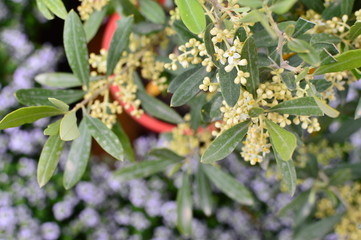 potted green flowers in the garden