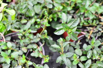 Colorful flowers in the garden