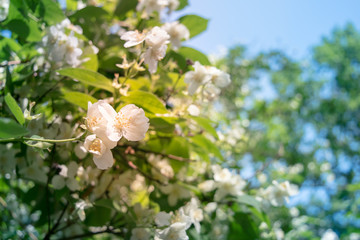 Blooming jasmine in the summer garden close up