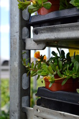 potted green flowers in the garden