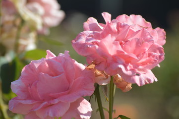 Thomasville rose garden 0201