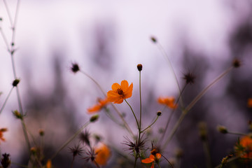 Cosmos sulphureus