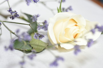 white rose with purple flowers