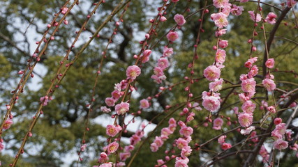 美しい梅の花に魅せられて！