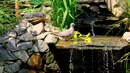 Pigeon on the bank of a stream