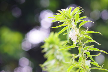 Black sesame seeds tree are flowering and fruiting.