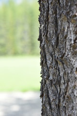 Fototapeta premium bark of a tree