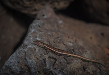 gekko