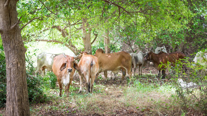 Fototapeta premium American Brahman cattle in abundant natural farms