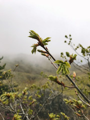 Foggy weather. Nature. Tree, grass, fur-tree