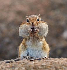 Pretty chipmunk sitting on a rock