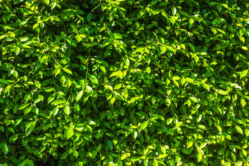 Fototapeta na wymiar Green leaves natural wall background texture.