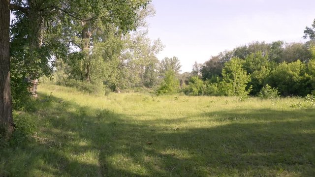 Aerial approach shot along the grass in edge of the forest.Camera passing by huge Brich Trees.Pure nature,butterflies flying around.Summer day.