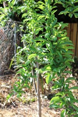 Green Fruit Tree