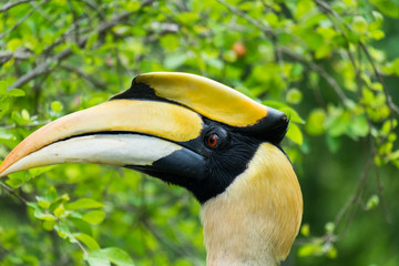 hornbill in wildlife breeding station.